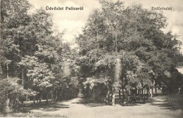 ** T1/T2 Palics, Palic; Erdő Részlet / Forest - Non Classificati