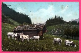 Suisse - Auf Grüner Alp - Vache - Vaches - Chalet En Bois - Montagne - 1911 - Nr. 3416 E.F.B. - Elevage