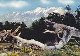 HAUTE CORSE,CORSICA,VALDO NIELLO,VERGIO,ENTRE CORTE ET VICO,BUCHERON APRES LE REPAS - Corte