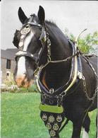 Baron In Harness - National Shire Horse Center, Dunstone, Yealmpton, Nr. Plymouth, Devon - Plymouth