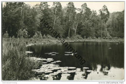 Neuglobsow - Teufelssee - Foto-AK Handabzug - Neuglobsow