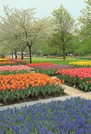 HOLLAND... - Lisse