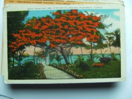 America USA FL Florida Palm Beach Royal Poinciana Tree - Palm Beach