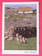 Visuel Pas Très Courant - Irlande - Aran Islands - Scans Recto-verso - Galway