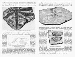 LES INSECTES FOSSILES De L'EPOQUE CARBONIFERE   1895 - Other & Unclassified