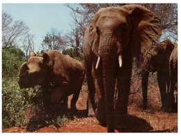 (215) Africa - Rhinoceros & Elephants - Rhinocéros