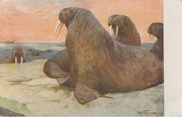 Walruss  Postcard  (40424B) - Arctic Wildlife