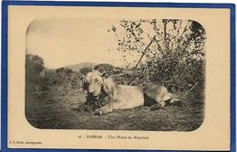 CPA Chasse Chasseur Lion Ethiopie Ethiopia Abyssinie Ethnic Afrique Noire Type Non Circulé - Etiopia