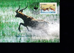 1 Timbre  Zambia  Zambie   K 2.50    Non Circulée   Sur Carte Postale  Année 1987  Antilope    WWF - Lettres & Documents