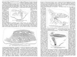 LES INSECTES FOSSILES DES TEMPS PRIMAIRES   1895 (1) - Fossilien