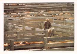 CPM - AMARILLO - Cattle In The Corral - Amarillo