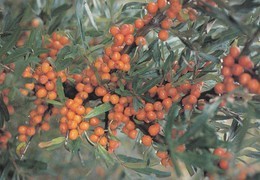 Tyrni - Havsthron - WWF Panda Logo - Sea Buckthorn - Toxic Plants