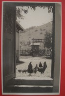 CHICKENS AT BACKYARD - Hühner Am Hinterhof - Autres & Non Classés