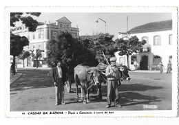 CALDAS DA RAINHA (Portugal) Attelage De Boeufs  Transport Du Bois Gros Plan - Other & Unclassified