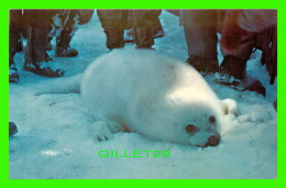 BORDEN, PEI - PUP SEAL BASKS ON THE HARBOUR ICE -  BRANTI SHOPS - - Otros & Sin Clasificación