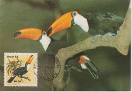 Brésil Carte Maximum 1983 Oiseau Toucan 1600 - Cartoline Maximum