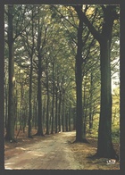 Kluisbergen / Kluisberg - Bosweg Naar De Uitkijktoren - Kluisbergen