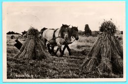 Rijssen Op De Esch - Chevaux - Foin - Attelage - Animée - 1954 - Rijssen