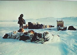 Greenland - Sirius Military Patrol. Dogs & Sledges.   B-3182 - Groenlandia