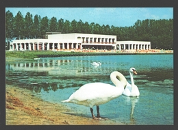 Wachtebeke - Provinciaal Domein Puyenbroeck - Zwaan / Cygne / Swan - Wachtebeke