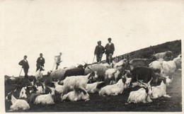 ** T2 Taormina, Alpine Shepherds, Photo - Non Classificati