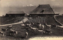 ** T2/T3 Nyon, Mont Blanc, Cattle (EK) - Unclassified
