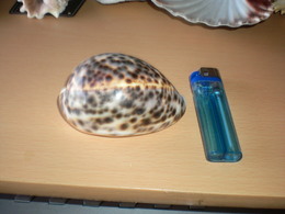 Shells - Coquillages