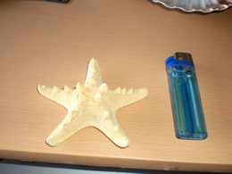 Starfish - Coquillages