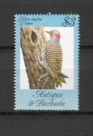 ANTIGUA & BARBUDA 1984 Songbirds  **  Colaptes Auratus - Barbuda (...-1981)