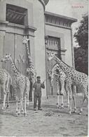 Anvers   -   Jardin Zoologique D'Anvers.   -   1910  Naar   Liège - Leuze-en-Hainaut