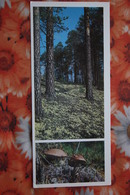 Old USSR Postcard. Pechoro Ilichevski Biosphere Reserve - Mushroom - 1970s - RARE! - Funghi