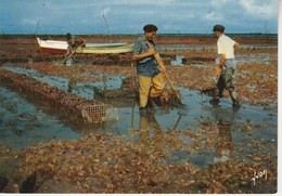 Delcampe - 17 - LA TREMBLADE - La Culture Des Huîtres - La Tremblade