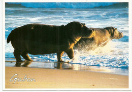 Hippopotames Sur La Plage Au Cap Lopez Du Gabon,  Carte Postale écrite Au Verso - Hippopotames