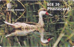 Antigua, ANT-C16, Pintail Duck, 2 Scans.   Please Read - Antigua Et Barbuda