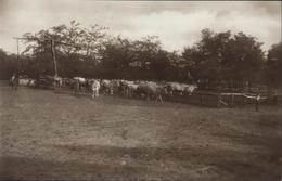 CPA Carte Postale Ungarn Hongrie Hungary Ökrök A Karamban Boeufs Dans Une Encerate Ochsen Im Viehkral Bovoj An Sirmejo - Ungarn