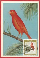 Cuba - Carte Maximum - Oiseaux  - Canarie (1968) - Cartes-maximum