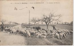 Bernay Route De Grandchain Troupeau De Moutons - Bernay