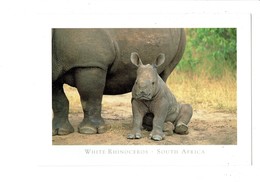 Cpm - White Rhinocéros - South Africa - - Rhinocéros