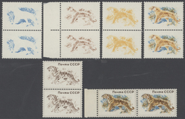 Sowjetunion: 1964 (approx.), Tiger, Proofs And 5 Phase Prints, Scarce! - Used Stamps