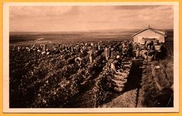 Champagne Roederer - Cueillette Du Raisin - Gathering Of The Grapes - Vendanges - Panier Osier - Vigneron - Vignoble - Vignes