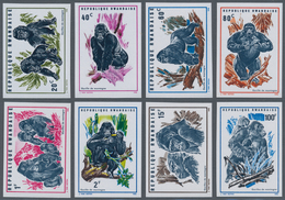 Thematik: Tiere-Affen / Animals-monkeys: 1970, RWANDA: Mountain Gorilla (Gorilla Gorilla Beringel) C - Apen