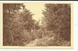 Orroir  -  Mont De L'Enclus - Kluisberg  *    Le Mont De L'enclus - Un Sous-bois - Kluisbergen