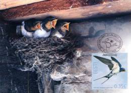 Bird Of Year 2011 Estonia  Stamp Maxicard Barn Swallow  (Hirundo Rustica) Mi 693 - Hirondelles