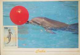 O) 1984 CUBA-CARIBBEAN-SPANISH ANTILLES, DOLPHIN. MAXIMUM CARD - Tarjetas – Máxima