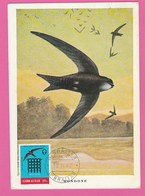 Carte Maximum - Oiseaux - Hirondelles - Gibraltar - 1982 - Hirondelles