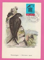 Carte Maximum - Oiseaux - Hirondelles - Gibraltar - 1982 - Golondrinas