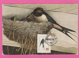 Carte Maximum - Oiseaux - Hirondelles - Roumanie - - Golondrinas