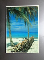 Carte Postale : TAHITI, Les Noix De Coco Ouvertes Sont Alignées Une Fois Vidées - French Polynesia