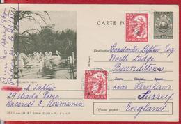 DANUBE DELTA BIRDS PELICANS ROMANIA POSTAL STATIONERY - Pélicans