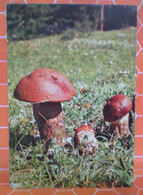 BOLETUS FUNGHI  CARTOLINA - Mushrooms